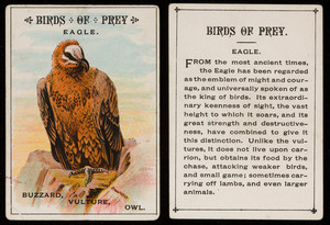 Birds of prey, eagle, location unknown, undated