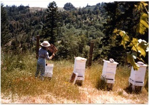 Sandi Sommer tending beehives in spring