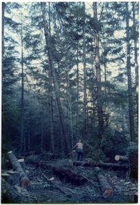 Sandi's brother Wayne felling fir poles for a barn