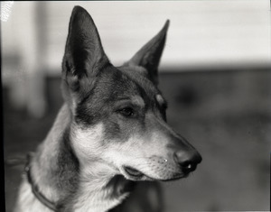 Dogs: German shepherd in three-quarter profile