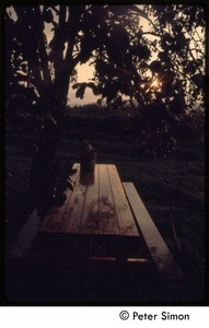 Picnic table in fading light, Tree Frog Farm commune