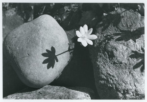 Bloodroot and shadow on rock
