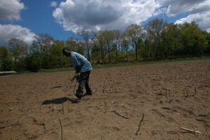 Hibbard Farm: harvesting asparagus