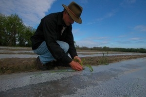 Lazy Acres Farm (Zuchowski Farm): Allan Zuchowski inspecting the soil in a newly planted corn field