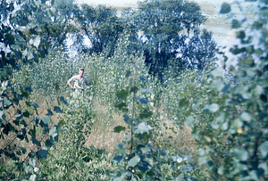 Hybrid Poplar Plantation GP-08-50 in Summer 1951