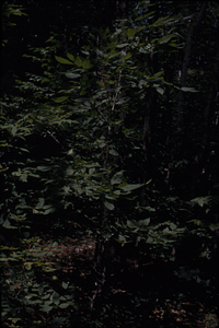 American chestnut (Castanea dentata) sapling with early signs of chestnut blight (Cryphonectria parasitica).