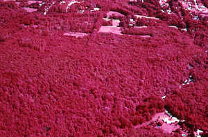 Aerial false color IR image of south boundary of The Hopkins Memorial Forest west of Northwest Hill Road. False Color Infrared/True Color Project.