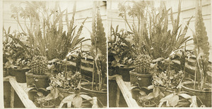 Cactus plants in Durfee Plant House