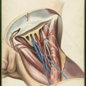 Teaching watercolor of the three-part sheath of the femoral vessels
