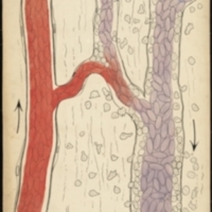 Teaching watercolor of capillaries