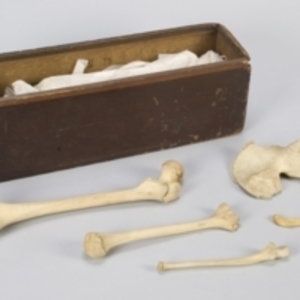 Bone box with appendicular bones.