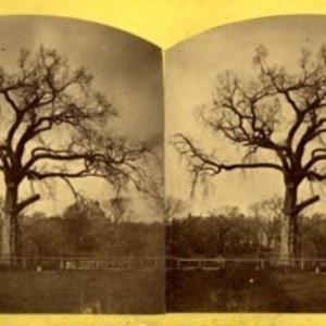 Stereographic view of Old Elm, Boston Common