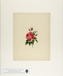 Orra White Hitchcock painting of a rose
