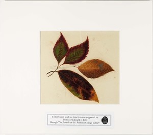 Orra White Hitchcock painting of birch leaves