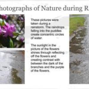 Flowers in the Rain
