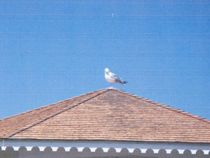 Sea gull on roof gazebo at Hingham Harbor