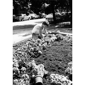 Young men planting geraniums in the Villa Victoria neighborhood.