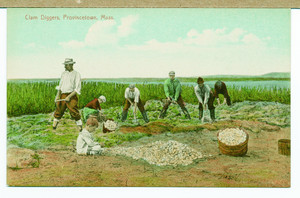 Men and boys digging clams, Provincetown, Mass., undated