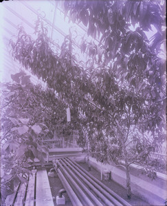 Spaulding Garden greenhouses