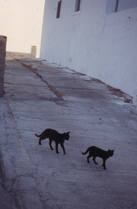 Two cats walking in the street