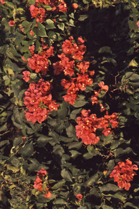 Orange bougainvillea