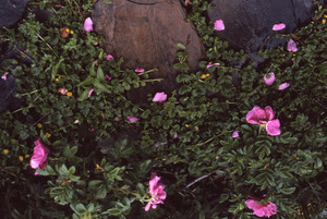 Rosa rugosa