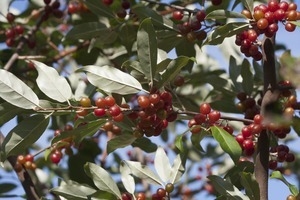 Ilex verticillata (Red winterberry) set with fruit, Wellfleet Bay Wildlife Sanctuary