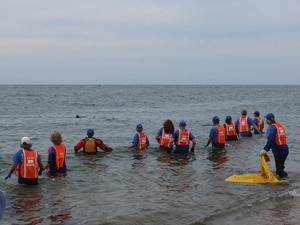 International Fund for Animal Welfare volunteers watch as stranded dolphins swim off away their release into the water