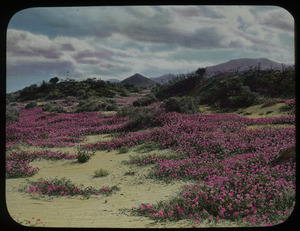 Pink wild flowers on sandy soil