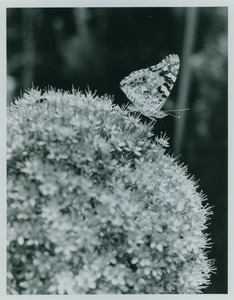 Butterfly in garden