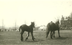 Horses