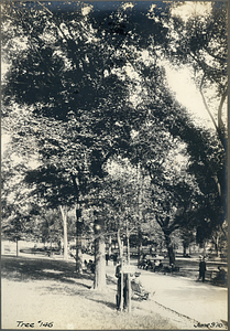 Tree Number One Hundred Forty-Six in the Boston Common