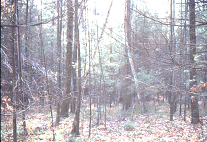 White pine invasion in abandoned cropland south of the North Branch of Birch Brook in the Moon Lot - Primmer Farm.