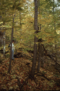 Carol Collier '93 Senior Thesis on Beinecke Stand. 1. Young beech near permanent plot 1042 reference stake.