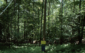 Birch Strips - White Birch Regeneration Study - White Birch Study Area. Strip Treatment Plot 3D. Landscape orientation.