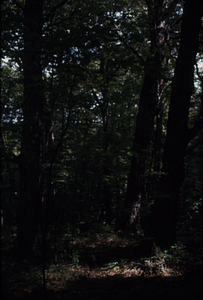 Mature sugar maple (Acer saccharum) in sugarbush on east side of Carriage Road.
