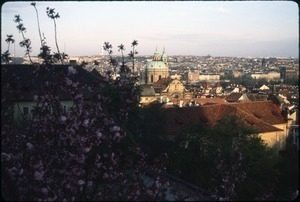 Prague's Old Town seen from cherry blossoms in a nearby park
