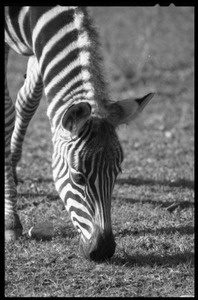 Three-month old zebra grazing at the Roger Williams Park Zoo: close-up