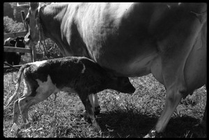 Jersey cow and new born calf, Montague Farm Commune