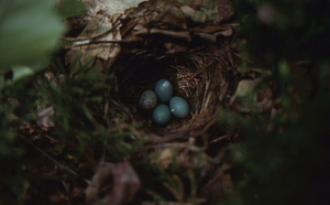 Veery nest with three veery eggs and one brown-headed cowbird egg.