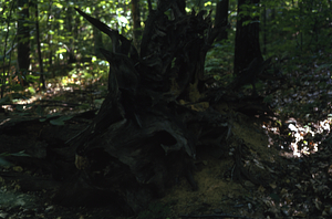 Large uprooted American chestnut (Castanea dentata) west of the Upper Loop Trail.