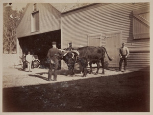 Farmers and oxen, Lyman estate, Waltham, Mass.
