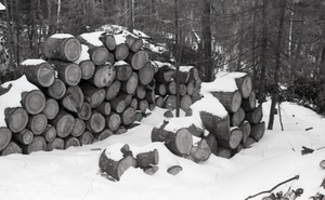 Close-up of woodpile under snow