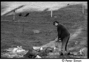 Steve Marsden chopping wood, Montague Farm Commune