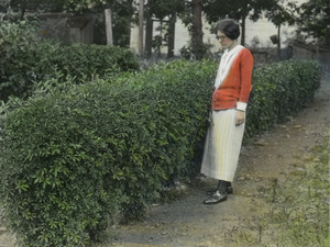 Acanthopanax (woman standing next to hedge)