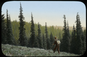 Hiker on upland meadow abutted with evergreens