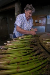 Hibbard Farm: woman at a round table, sorting and bunching asparagus