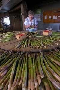 Hibbard Farm: woman at a round table, sorting and bunching asparagus