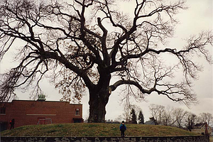 The great oak tree at Great Oak School