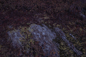 Phyllite bedrock outcrop in black chokeberry (Photinia melanocarpa) and sheep laurel (Kalmia angustifolia) heath on Cruise Line 12.